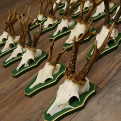 17 Stück Rehgeweihe Rehbocke Reh Bock Geweihe auf Barockschildern 22.1198