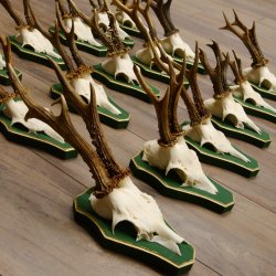 17 Stück Rehgeweihe Rehbocke Reh Bock Geweihe auf Barockschildern 22.1198