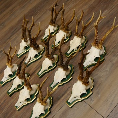 13 piezas de cuernos de corzo, corzos, corzos machos, cuernos en placas barrocas 22.1200