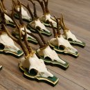 13 piezas de cuernos de corzo, corzos, corzos machos, cuernos en placas barrocas 22.1200