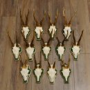 13 pieces of deer antlers, roebuck, roe deer, antlers on...