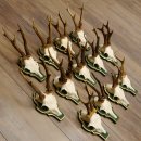 13 piezas de cuernos de corzo, corzos, corzos machos, cuernos en placas barrocas 22.1200