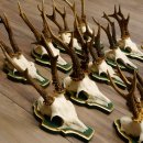 13 piezas de cuernos de corzo, corzos, corzos machos, cuernos en placas barrocas 22.1200