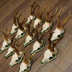 13 piezas de cuernos de corzo, corzos, corzos machos, cuernos en placas barrocas 22.1200