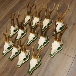 13 piezas de cuernos de corzo, corzos, corzos machos, cuernos en placas barrocas 22.1200