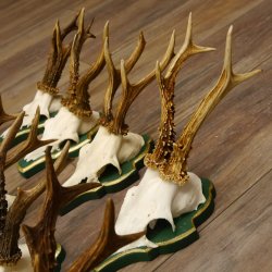 13 piezas de cuernos de corzo, corzos, corzos machos, cuernos en placas barrocas 22.1200