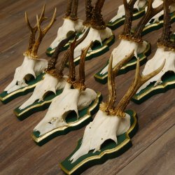 13 piezas de cuernos de corzo, corzos, corzos machos, cuernos en placas barrocas 22.1200