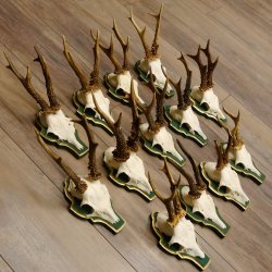 13 piezas de cuernos de corzo, corzos, corzos machos, cuernos en placas barrocas 22.1200