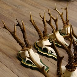 13 piezas de cuernos de corzo, corzos, corzos machos, cuernos en placas barrocas 22.1200