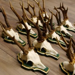 13 piezas de cuernos de corzo, corzos, corzos machos, cuernos en placas barrocas 22.1200