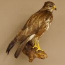 Mäusebussard Bussard Greifvogel Tierpräparat mit Genehmigung zum Verkauf 90.13.12
