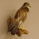 Mäusebussard Bussard Greifvogel Tierpräparat mit Genehmigung zum Verkauf 90.13.12