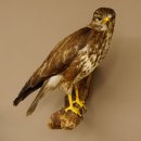 Mäusebussard Bussard Greifvogel Tierpräparat mit Genehmigung zum Verkauf 90.13.12