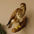 Mäusebussard Bussard Greifvogel Tierpräparat mit Genehmigung zum Verkauf 90.13.12