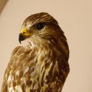Mäusebussard Bussard Greifvogel Tierpräparat mit Genehmigung zum Verkauf 90.13.12