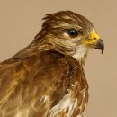 Mäusebussard Bussard Greifvogel Tierpräparat mit Genehmigung zum Verkauf 90.13.12