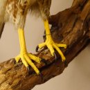 Mäusebussard Bussard Greifvogel Tierpräparat mit Genehmigung zum Verkauf 90.13.12