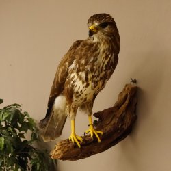 Mäusebussard Bussard Greifvogel Tierpräparat mit Genehmigung zum Verkauf 90.13.12