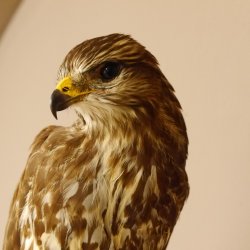 Mäusebussard Bussard Greifvogel Tierpräparat mit Genehmigung zum Verkauf 90.13.12