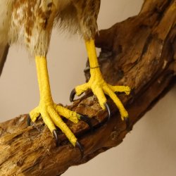 Mäusebussard Bussard Greifvogel Tierpräparat mit Genehmigung zum Verkauf 90.13.12