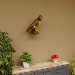 Mäusebussard Bussard Greifvogel Tierpräparat mit Genehmigung zum Verkauf 90.13.12