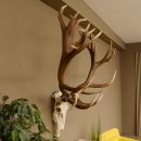 Rothirschgeweih unge. 32 ender Hirsch Gewicht 11,2 kg Höhe 132 cm Stangen Hirschgeweih 70.986