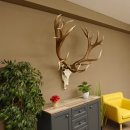 Rothirschgeweih unge. 32 ender Hirsch Gewicht 11,2 kg Höhe 132 cm Stangen Hirschgeweih 70.986