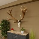 Rothirschgeweih unge. 32 ender Hirsch Gewicht 11,2 kg Höhe 132 cm Stangen Hirschgeweih 70.986