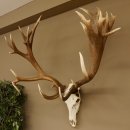 Rothirschgeweih unge. 32 ender Hirsch Gewicht 11,2 kg Höhe 132 cm Stangen Hirschgeweih 70.986