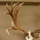 Rothirschgeweih unge. 32 ender Hirsch Gewicht 11,2 kg Höhe 132 cm Stangen Hirschgeweih 70.986