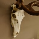 Rothirschgeweih unge. 32 ender Hirsch Gewicht 11,2 kg Höhe 132 cm Stangen Hirschgeweih 70.986