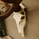 Rothirschgeweih unge. 32 ender Hirsch Gewicht 11,2 kg Höhe 132 cm Stangen Hirschgeweih 70.986