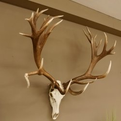 Rothirschgeweih unge. 32 ender Hirsch Gewicht 11,2 kg Höhe 132 cm Stangen Hirschgeweih 70.986