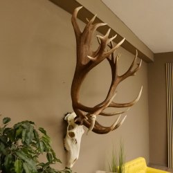 Rothirschgeweih unge. 32 ender Hirsch Gewicht 11,2 kg Höhe 132 cm Stangen Hirschgeweih 70.986