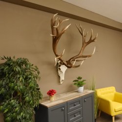 Rothirschgeweih unge. 32 ender Hirsch Gewicht 11,2 kg Höhe 132 cm Stangen Hirschgeweih 70.986