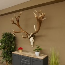 Rothirschgeweih unge. 32 ender Hirsch Gewicht 11,2 kg Höhe 132 cm Stangen Hirschgeweih 70.986