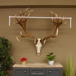 Rothirschgeweih unge. 32 ender Hirsch Gewicht 11,2 kg Höhe 132 cm Stangen Hirschgeweih 70.986