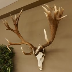 Rothirschgeweih unge. 32 ender Hirsch Gewicht 11,2 kg Höhe 132 cm Stangen Hirschgeweih 70.986