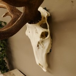 Rothirschgeweih unge. 32 ender Hirsch Gewicht 11,2 kg Höhe 132 cm Stangen Hirschgeweih 70.986