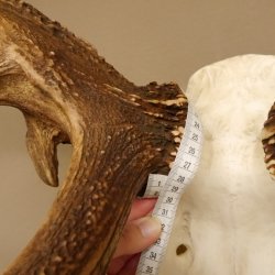 Rothirschgeweih unge. 32 ender Hirsch Gewicht 11,2 kg Höhe 132 cm Stangen Hirschgeweih 70.986