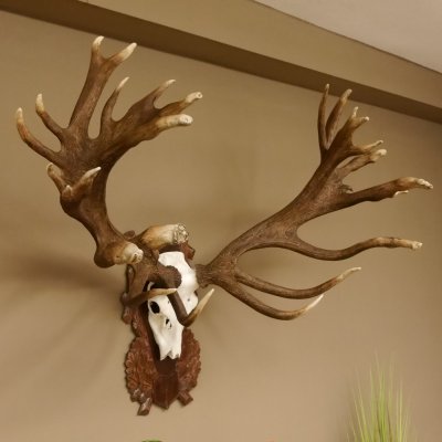 Rothirschgeweih abnormer unge. 32 ender Hirsch Höhe 112 cm Stangen Hirschgeweih geschnitztem Trophäenschild