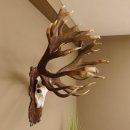 Rothirschgeweih abnormer unge. 32 ender Hirsch Höhe 112 cm Stangen Hirschgeweih geschnitztem Trophäenschild