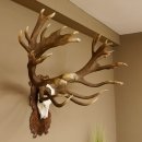 Rothirschgeweih abnormer unge. 32 ender Hirsch Höhe 112 cm Stangen Hirschgeweih geschnitztem Trophäenschild