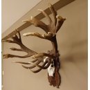 Rothirschgeweih abnormer unge. 32 ender Hirsch Höhe 112 cm Stangen Hirschgeweih geschnitztem Trophäenschild