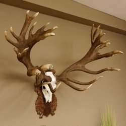 Rothirschgeweih abnormer unge. 32 ender Hirsch Höhe 112 cm Stangen Hirschgeweih geschnitztem Trophäenschild