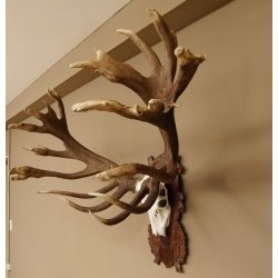Rothirschgeweih abnormer unge. 32 ender Hirsch Höhe 112 cm Stangen Hirschgeweih geschnitztem Trophäenschild