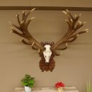 Rothirschgeweih unge. 34 ender Hirsch Höhe 119 cm Stangen Hirschgeweih geschnitztem Trophäenschild