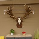 Rothirschgeweih unge. 34 ender Hirsch Höhe 119 cm Stangen Hirschgeweih geschnitztem Trophäenschild