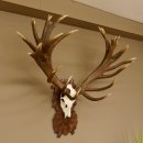 Rothirschgeweih unge. 34 ender Hirsch Höhe 119 cm Stangen Hirschgeweih geschnitztem Trophäenschild