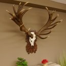 Rothirschgeweih unge. 34 ender Hirsch Höhe 119 cm Stangen Hirschgeweih geschnitztem Trophäenschild